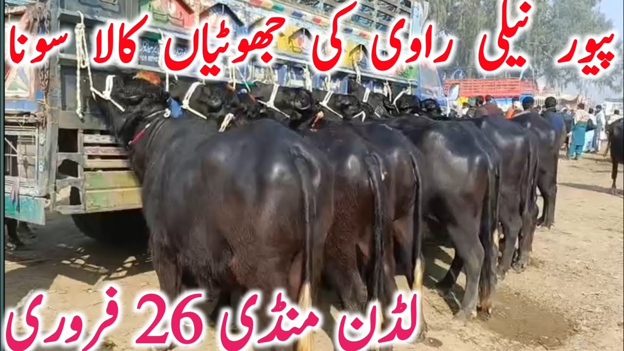 Ludden Cattle Market Visit | Neli Ravi Buffalo & Kate Kattian for Sale | Global Village Farming