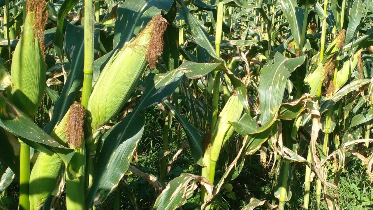 Sweet corn kan keh leh an natna leh enkawl dan 