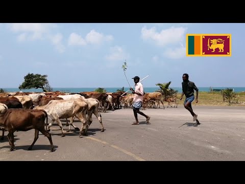 Cattle ගවයන් Lassana Derana ලස්සන දෙරණ