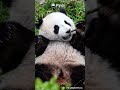 Super Cute Little "Fishing Panda" | iPanda #shorts