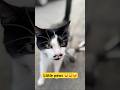 Little paws #catlove #uk #trending #viral #youtubeshorts #kids #cat #cute #love #poshpaws #bigpaws