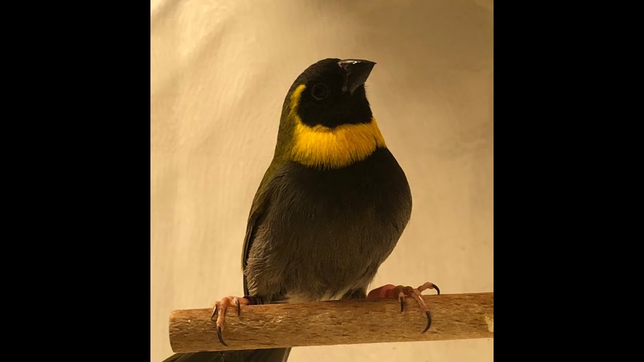 Preparing cuban grassquits/melodious finches for show + nail trimming + scientific names.