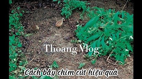 Bẫy chim cút vùng quê