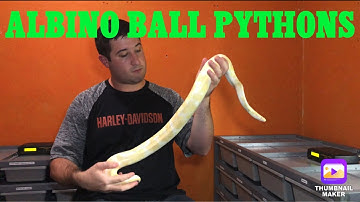 Albino Ball Pythons!