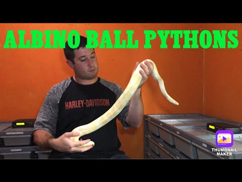 Albino Ball Pythons!