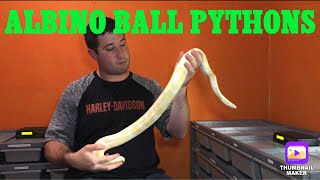 Famous Albino Ball Pythons! Wealth