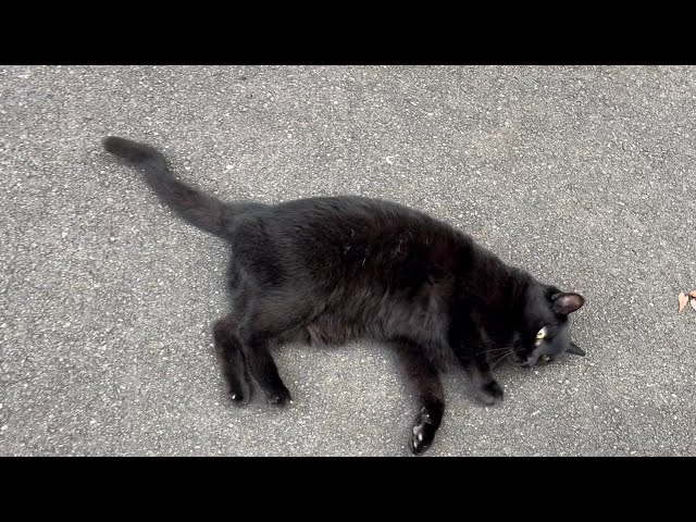 くろねこちゃん blackcat 2025年10月24日 - YouTube