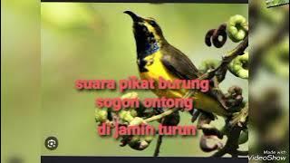 SUARA PIKAT BURUNG SOGOK ONTONG RIBUT // PIKAT SOGON AMPUH 100% //   DI JAMIN LANGSUNG DATANG