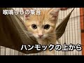 マンチカンのマーシャ（♂）、ハンモックの上から