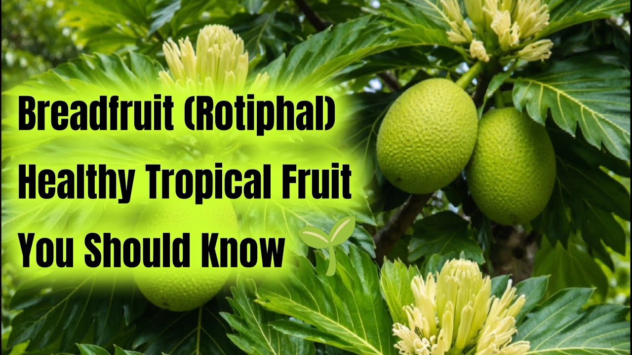 Bread fruit tree, Bread fruit, Roti phal,Artocarpus altilis - YouTube