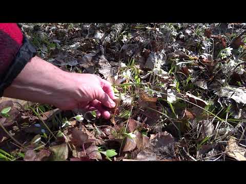 Video: Hepatica Plant Care - Kawm Txog Cov Kab Mob Siab Hepatica