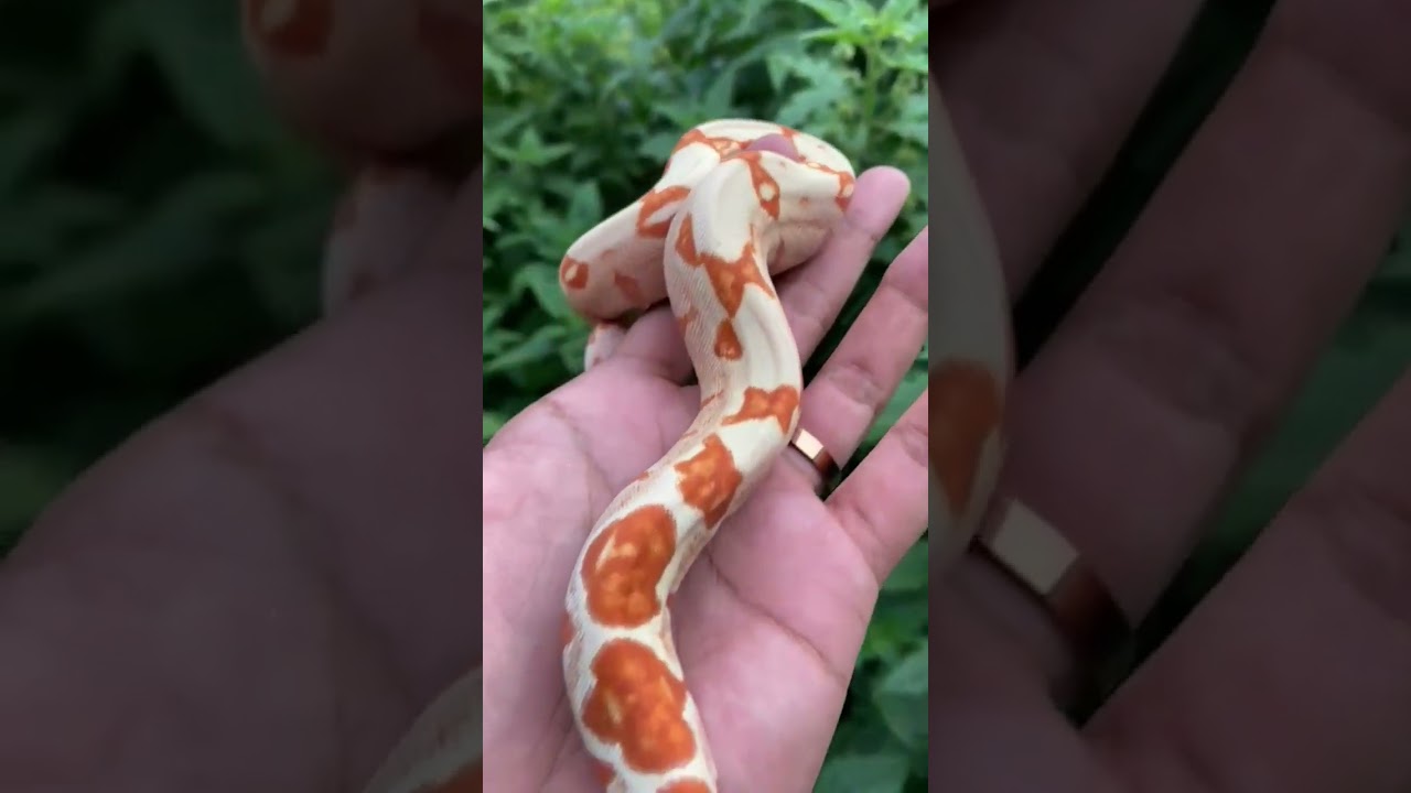 sunglow boa BCI 