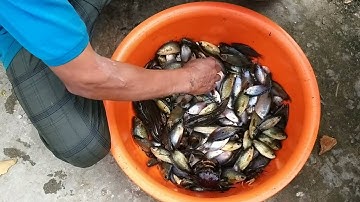 Đi thăm bẫy lú ( 12 cửa ngục ) dính được 7kg cá ,cá rô ,cá lóc ,cá trê ,cá sặc ,lươn ,cua ,óc