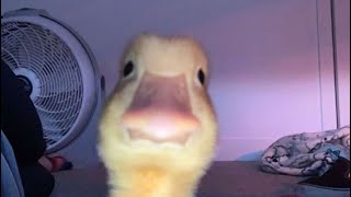 Shitpost Status 3