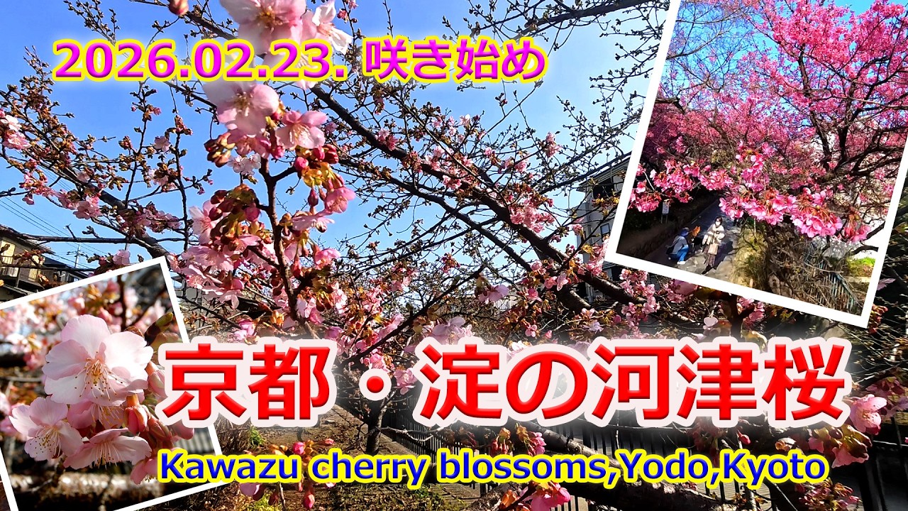 【京都の桜】京都市伏見区の「淀の河津桜」咲き始め（2026年2月23日　京都市伏見区）Kawazu cherry blossoms in Yodo, Kyoto begin to bloom