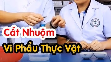 Hướng dẫn cắt nhuộm vi phẩu thực vật | Thực hành Dược Liệu