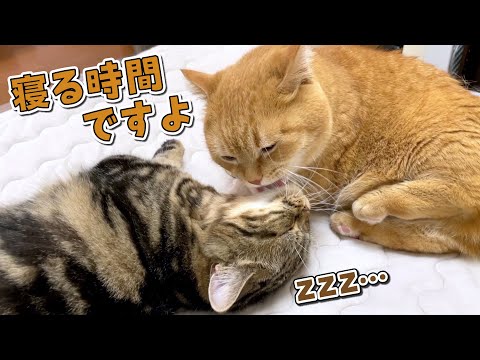 寝る時間になるとベッドに集まってくる甘えん坊な猫たちが可愛い！