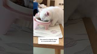 You Might Be Feeding Cat The Wrong Way ?
