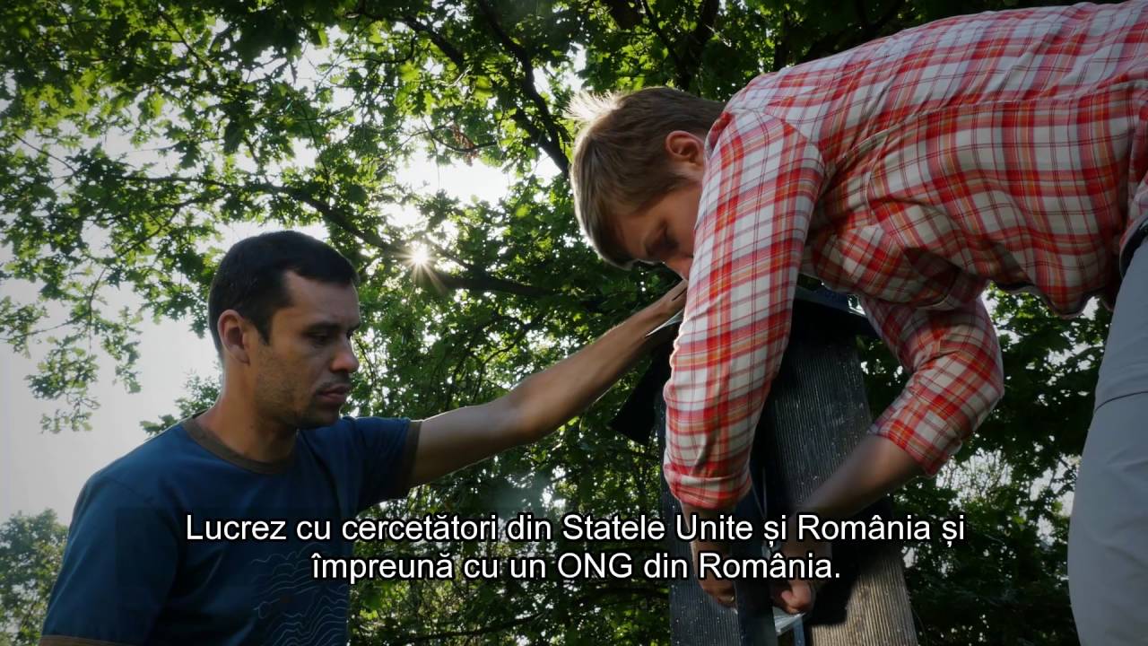 conservation of energy formula Gandacii Croitori din Romania (The Romanian Longicorn Beetle Project)