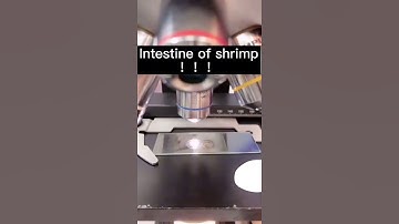intestine of a shrimp under a microscope Let see what does it looks like #shorts #shrimp