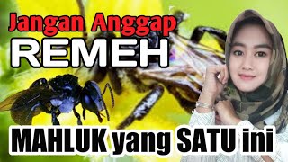 CARA MUDAH BUDIDAYA TEUWEUL ( lebah trigona )