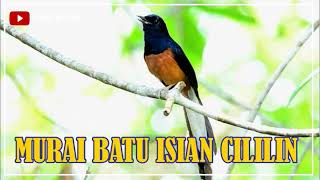 MURAI BATU ISIAN CILILIN