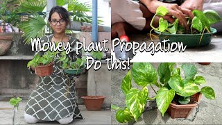 Money Plant Propagation and Care: Soil and Water technique Easy Method 1 month to fuller money plant