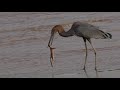 Goliath Heron vs African Ground Squirrel