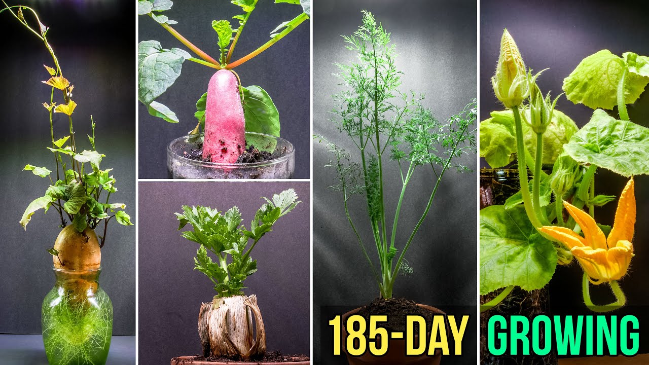 Time-lapse sur la croissance de plantes - NetKulture