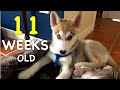 11 Weeks Old Siberian Husky Puppy: Day by Day ❤️