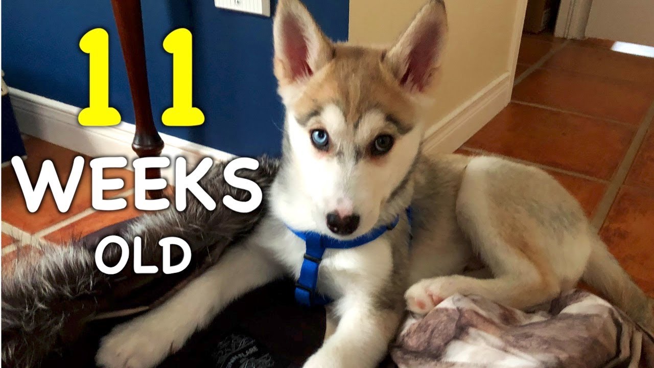 11 Weeks Old Siberian Husky Puppy: Day 