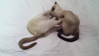 Charlie and Dylan Playing on the Bed by Gail Robinson 64 views 10 years ago 1 minute, 44 seconds