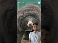 The Cruel Truth Behind The Dancing Bear Trade