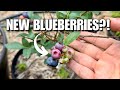 I Accidentally Created a NEW Blueberry Variety (And It's Amazing)