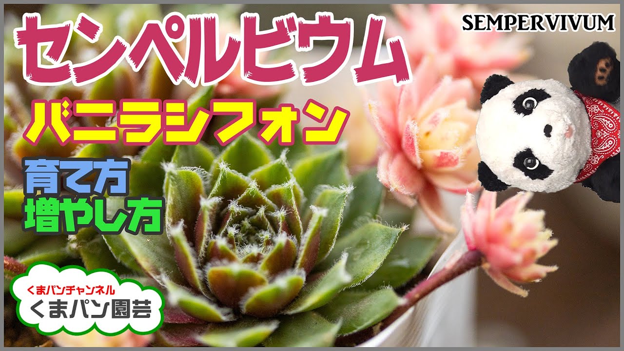 センペルビウム バニラシフォンの育てかた 増やし方 Succulents くまパン園芸 Youtube