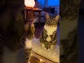 The Cat Out of Sync