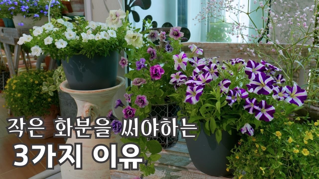 [4K] 3 причины, почему вам следует использовать маленький цветочный горшок