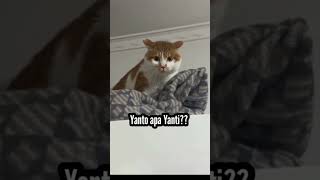 Funny Cat shorts