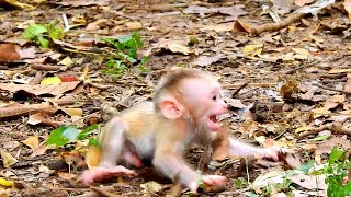 Mom... Don't leave me ..!! by Wild Monkey 1,047 views 7 months ago 18 minutes