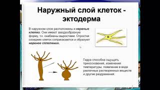 Биология. Раздел Зоология. Тип Кишечнополостные. Людмила Ивановна. Profi-Teacher.ru Биология. Раздел Зоология. Тип Кишечнополостные. Людмила Ивановна. Profi-Teacher.ru