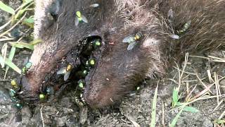 Decomposing Carcass of Raccoon Dog タヌキの死骸を土に還す者たち