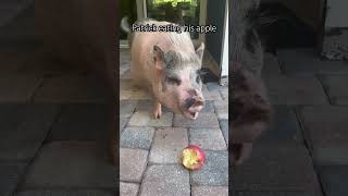 Mini pig eating his apple. Patrick loves apples. #minipig #pig #piggy