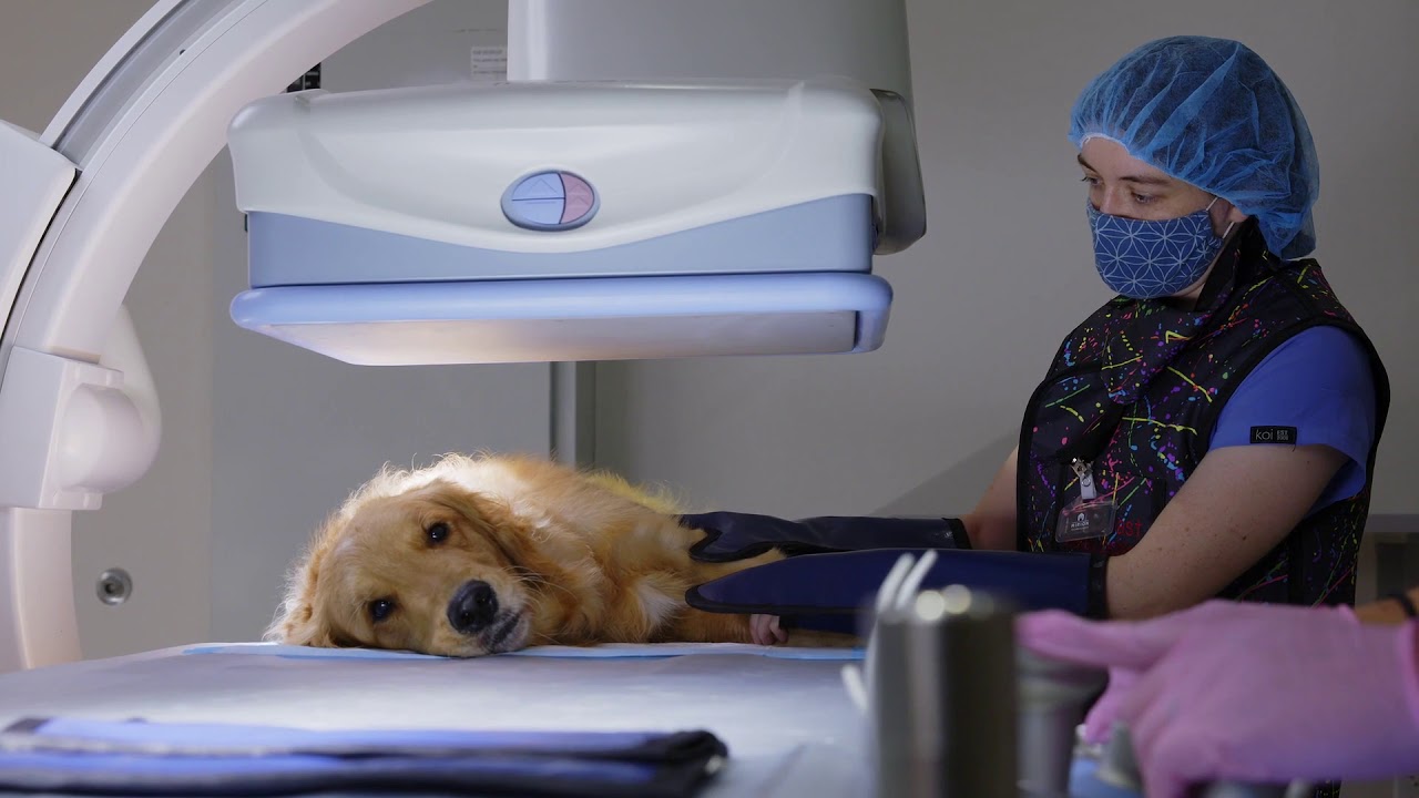 Diagnostic Imaging & Nuclear Medicine Gulf Coast Veterinary