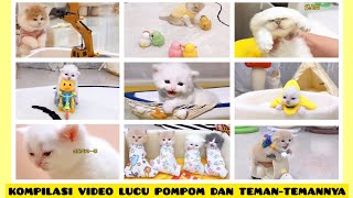 Cute and Adorable Cat Video Compilation – Pompom's Antics with His Friends