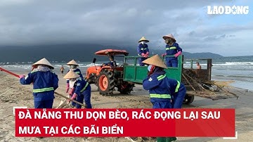 Đà Nẵng thu dọn bèo, rác đọng lại sau mưa tại các bãi biển | Báo Lao Động