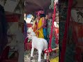 🙏Hare # Krishna # Rath Yatra # हरे कृष्ण रथ जात्रा @ दयानिधि दाश