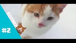 Топ Видео С Котами Самые Смешные Коты Март 2017#2 Приколы Топ Видео С Котами Самые Смешные Коты Март 2017#2 Приколы
