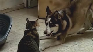 Husky VS Cat by Super Puppy 497 views 8 years ago 2 minutes, 1 second