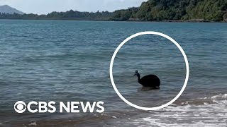 Watch: "World's most dangerous bird" emerges from ocean