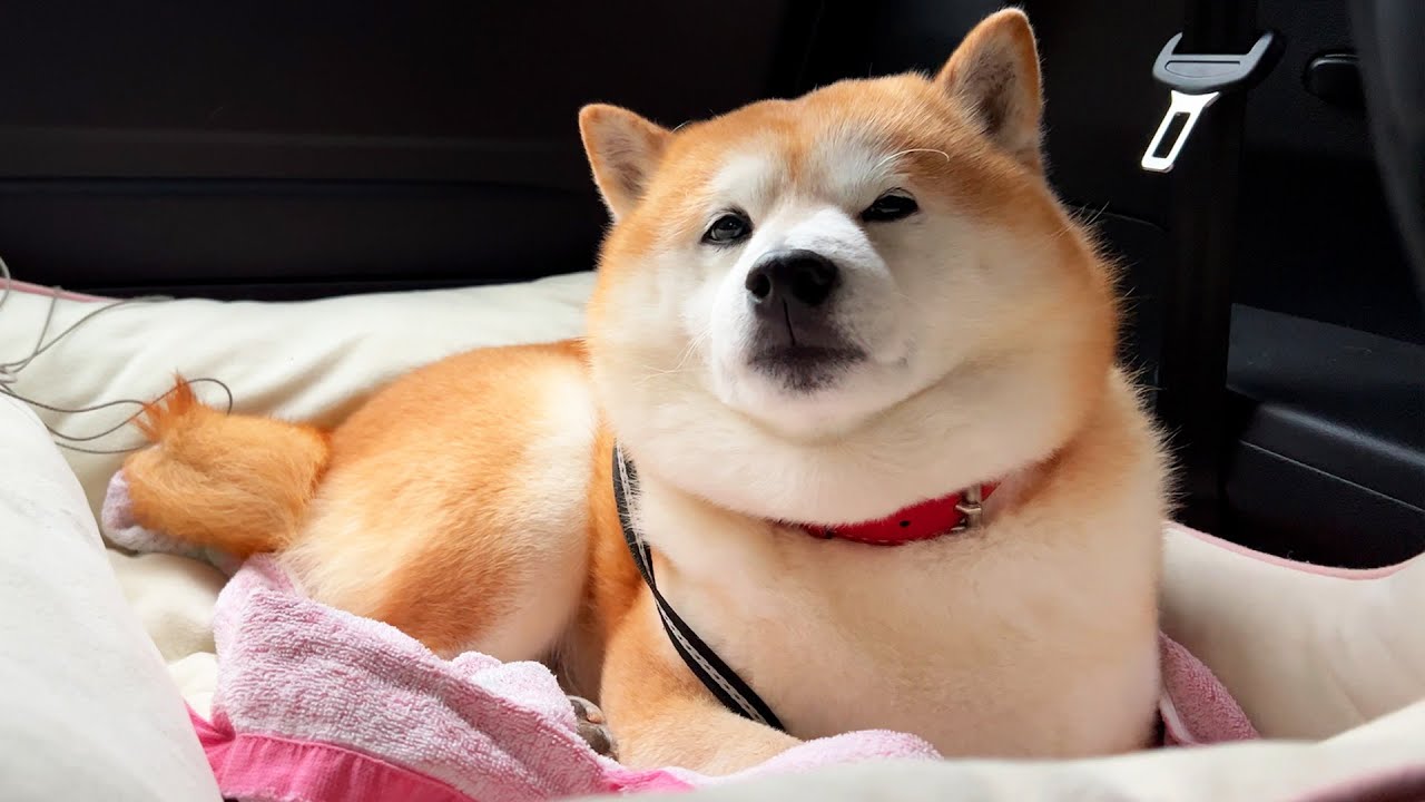 Shibe never get irritated when stuck in long traffic jams and take advantage of the situation.